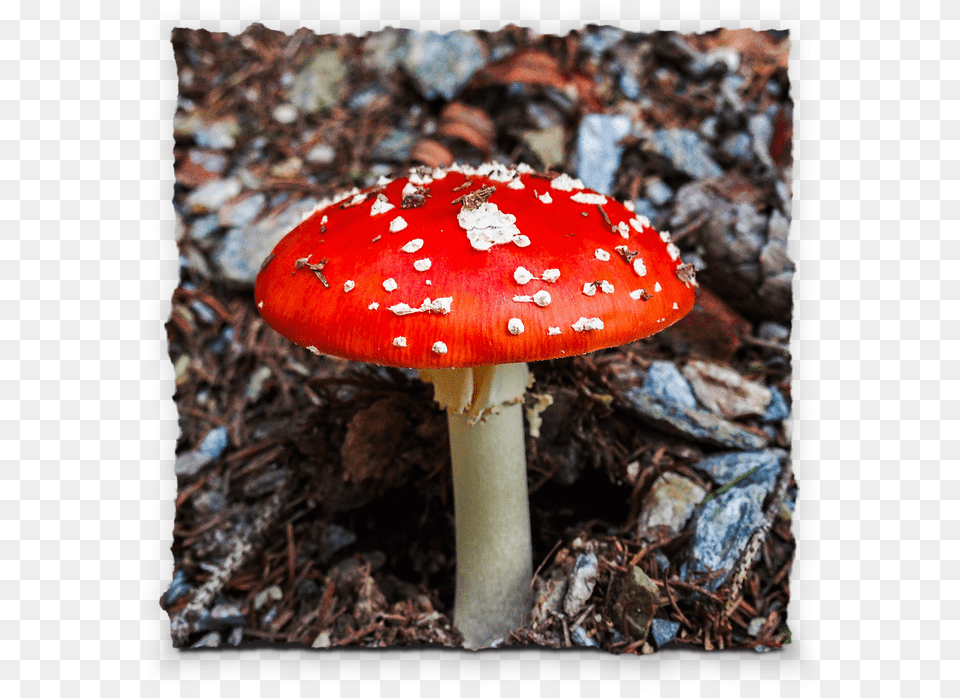 Picture Poison, Agaric, Amanita, Fungus, Mushroom Free Transparent Png