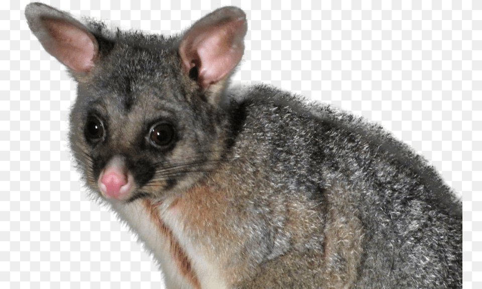 Picture Possums Transparent, Animal, Mammal, Rat, Rodent Free Png Download