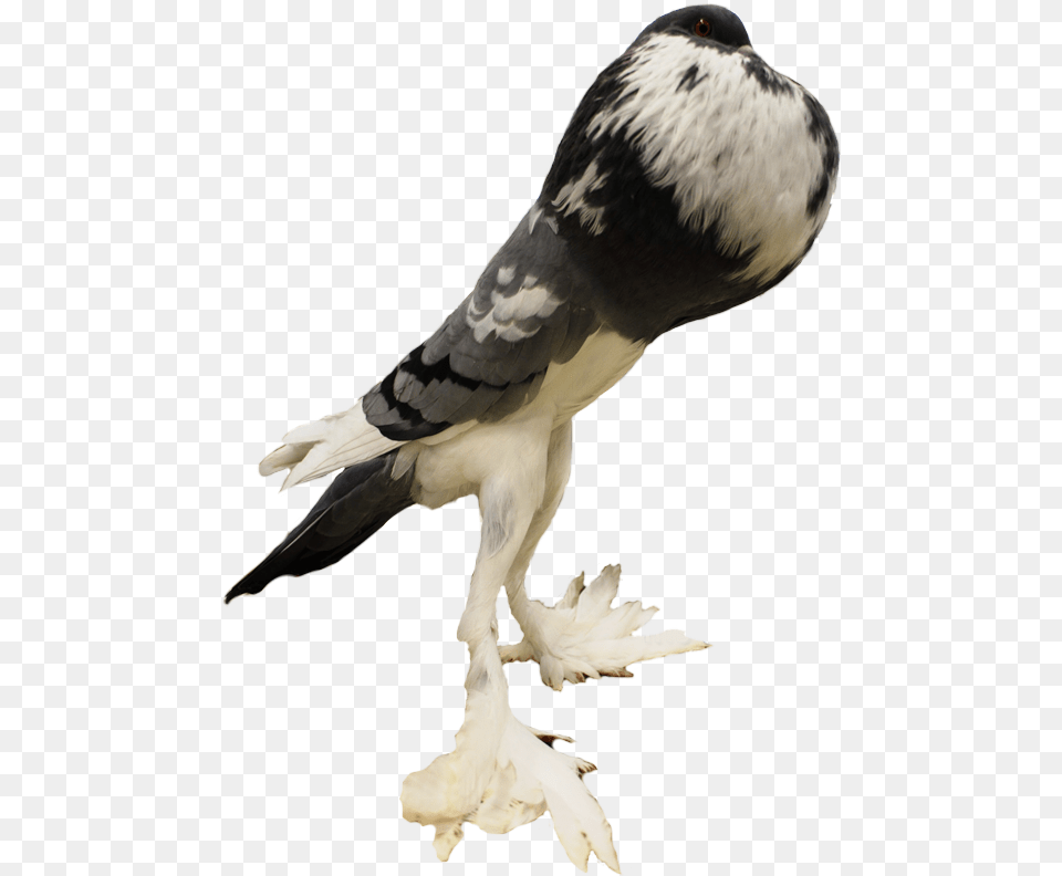 Picture Pouter Pigeon, Animal, Bird, Dove Png Image