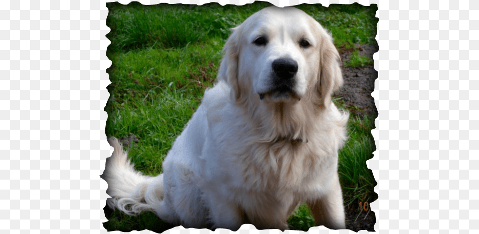 Picture Puppy, Animal, Canine, Dog, Golden Retriever Free Png