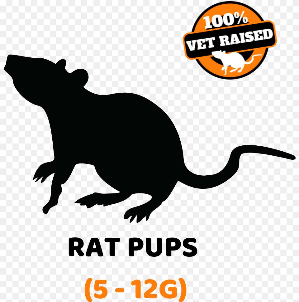 Picture Rat, Animal, Mammal, Rodent Png