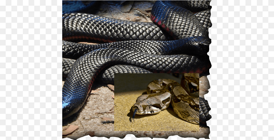 Picture Red Belly Black Snake Head, Animal, Reptile Png Image