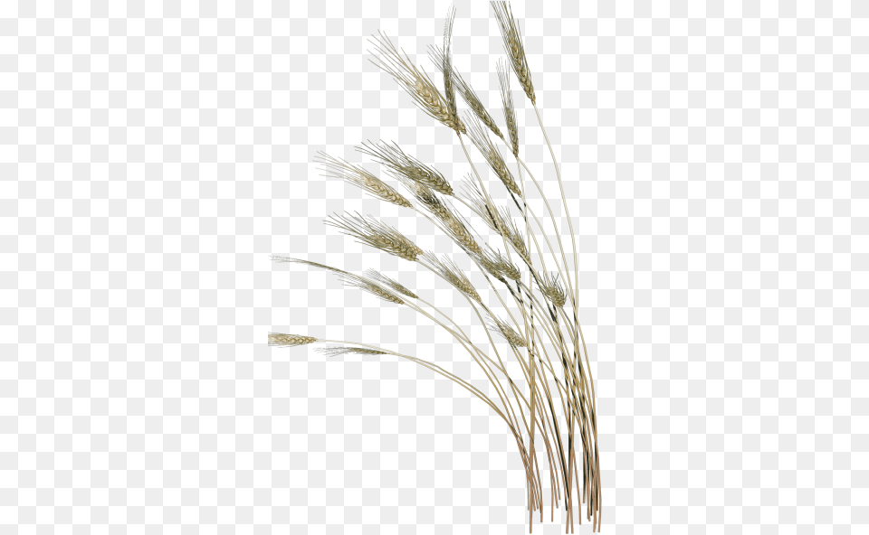 Picture Reed, Agropyron, Grass, Plant, Food Png Image