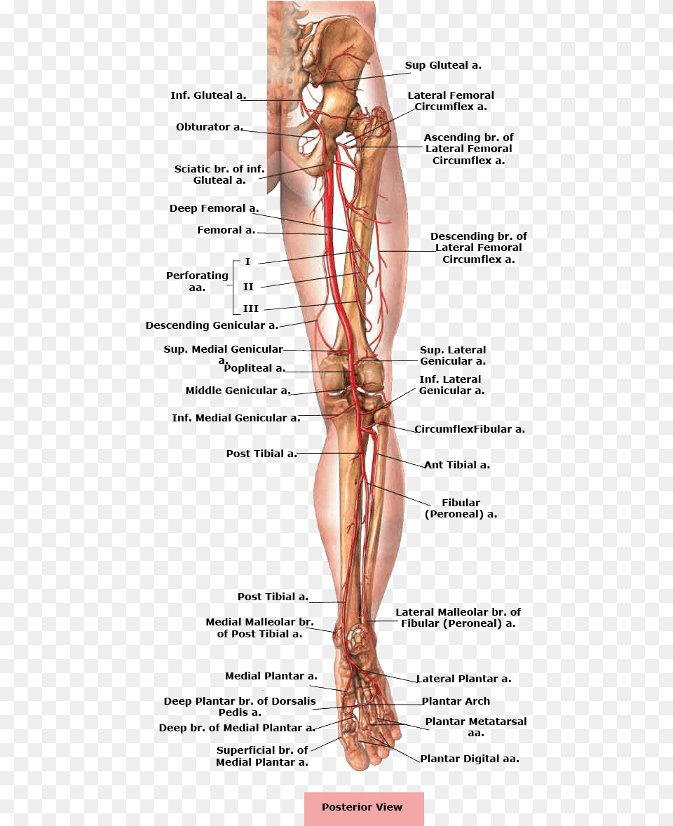 Picture Royalty Free Stock Anatomical Drawing Femur Body Parts Legs Name, Animal, Food, Invertebrate, Lobster Png