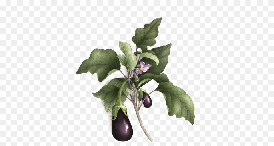 Picture Royalty Library Plum Drawing Botanical Aubergine Botanical Illustration, Plant, Food, Produce, Eggplant Png