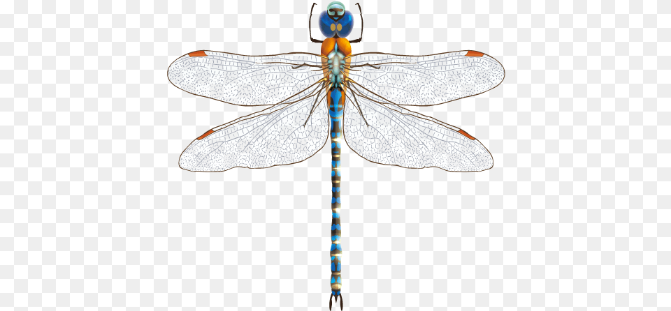 Picture Royalty Stock Insect Blue Transprent Net Winged Insects, Animal, Dragonfly, Invertebrate Free Transparent Png