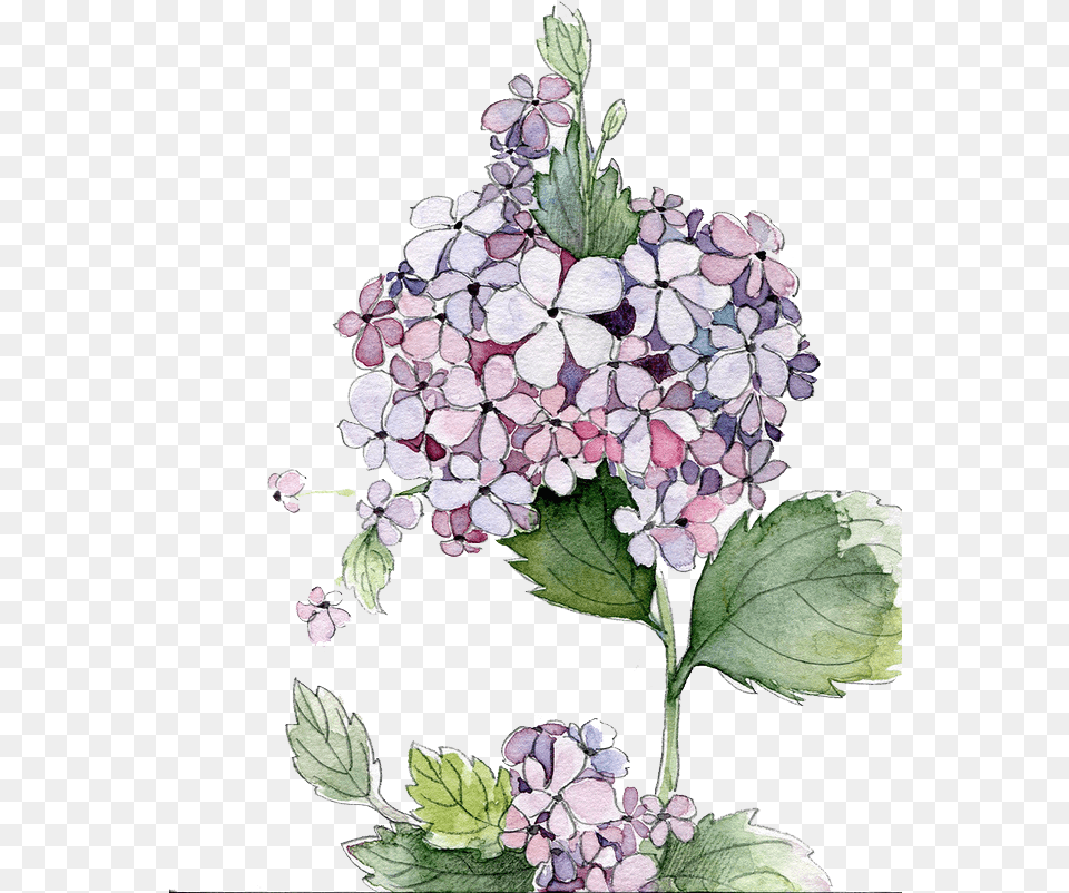Picture Royalty Stock Painting Flower Flowers Clipart Hydrangea Watercolor, Plant, Art, Floral Design, Graphics Free Png