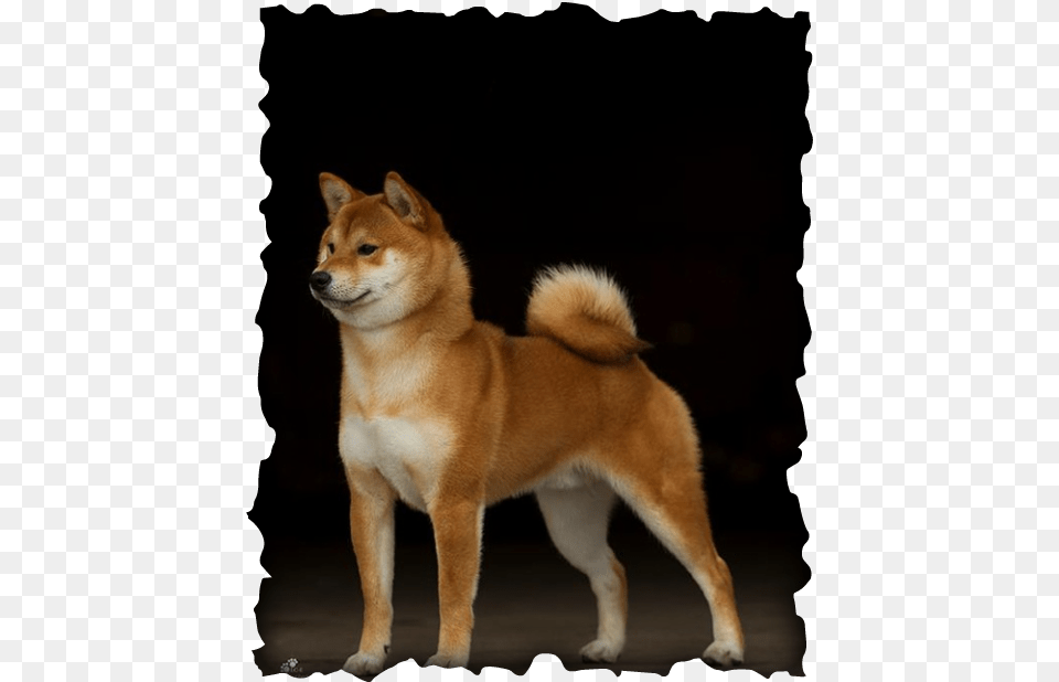 Picture Shadow Of The Wind Carax, Animal, Canine, Dog, Husky Free Transparent Png