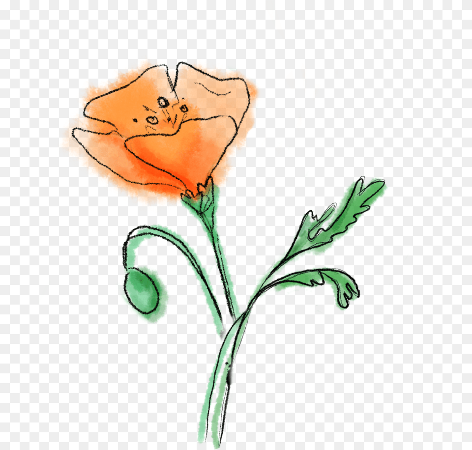 Picture Sketch, Flower, Plant, Poppy, Face Png
