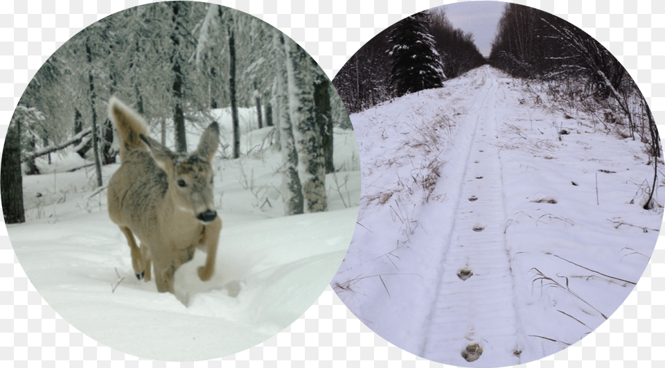 Picture Snow, Animal, Deer, Mammal, Wildlife Png Image