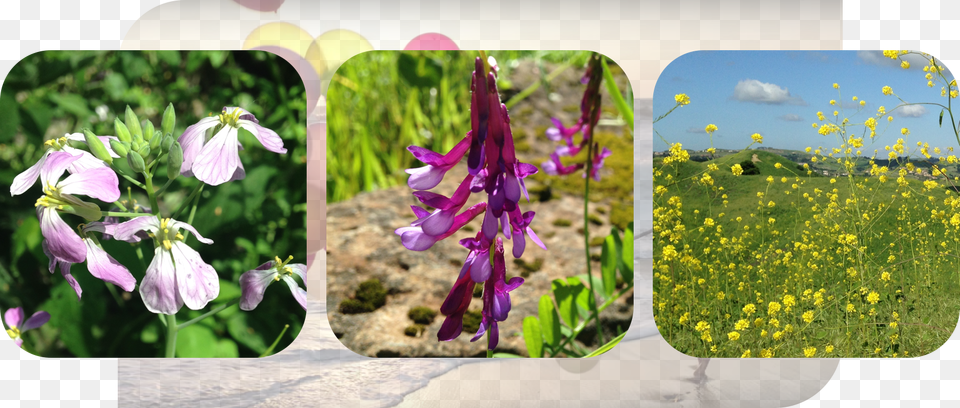 Picture Snowdrop, Purple, Flower, Geranium, Iris Free Png