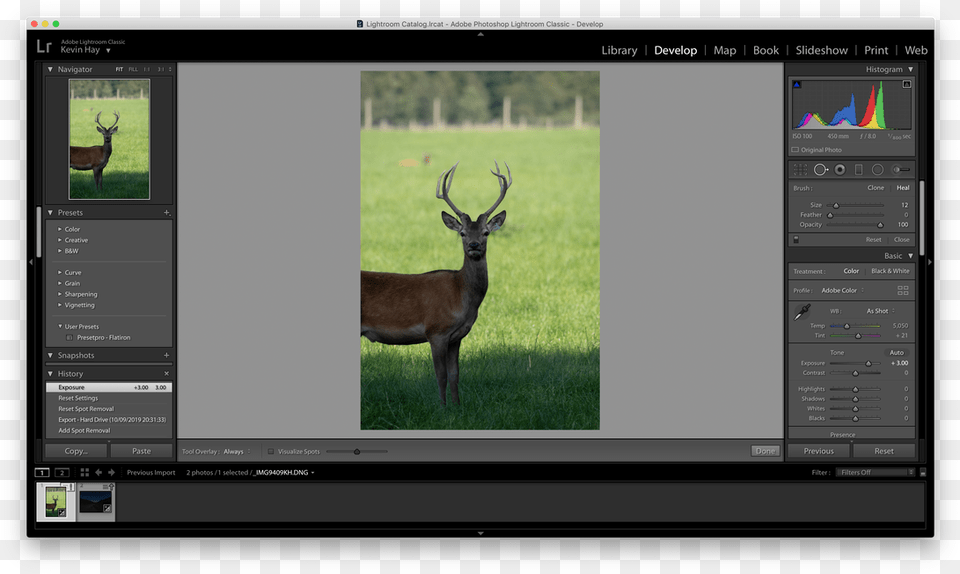 Picture Special Effects Tab In Camera Raw, Animal, Mammal, Impala, Wildlife Free Png Download