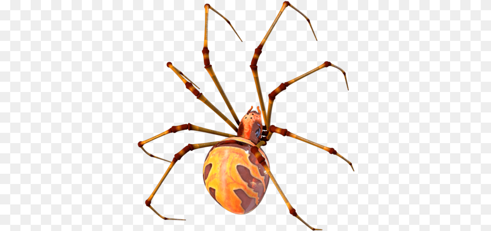 Picture Spider Modelling, Animal, Invertebrate, Garden Spider, Insect Free Png