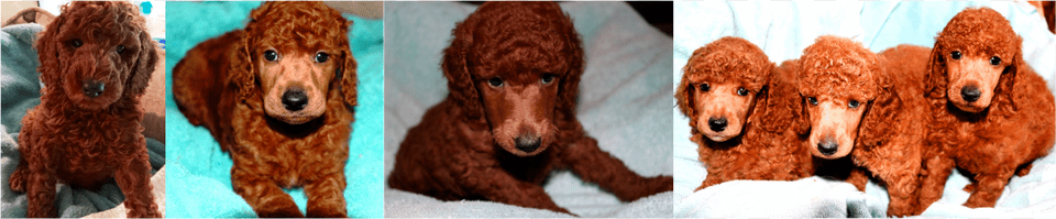 Picture Standard Poodle, Animal, Canine, Dog, Mammal Png Image