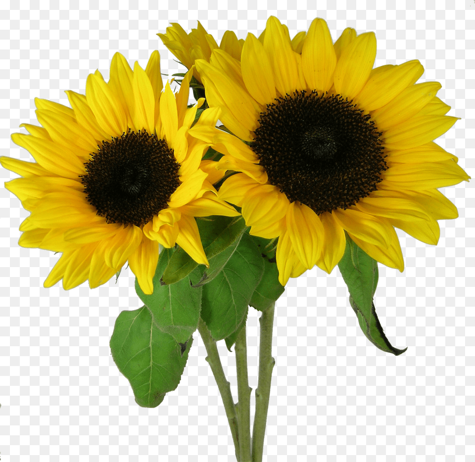 Picture Sunflower Corn Beans Squash And Sunflowers, Flower, Plant Free Transparent Png