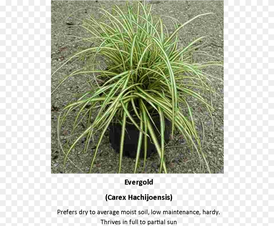 Picture Sweet Grass, Flax, Potted Plant, Vegetation, Plant Free Png