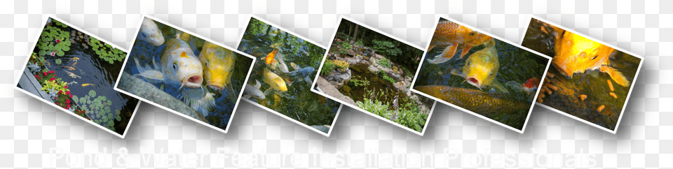 Picture Texas, Art, Collage, Animal, Fish Png Image