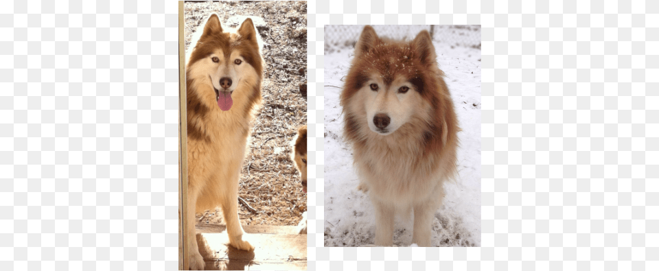 Picture The Boys, Animal, Canine, Dog, Husky Free Png Download