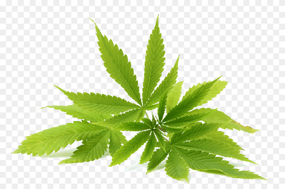 Picture Transparent Cbd Oil, Leaf, Plant, Hemp, Herbal Png