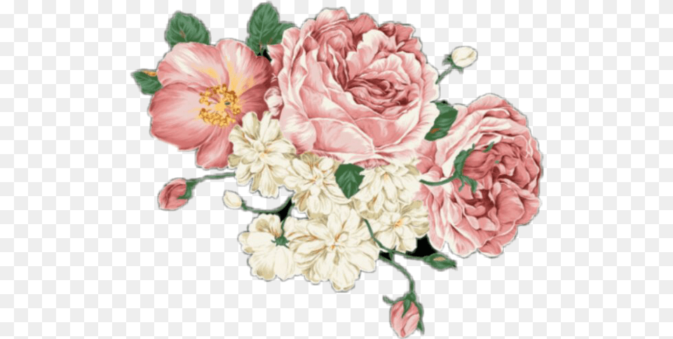 Picture Transparent Flower, Plant, Carnation, Pattern, Rose Free Png Download