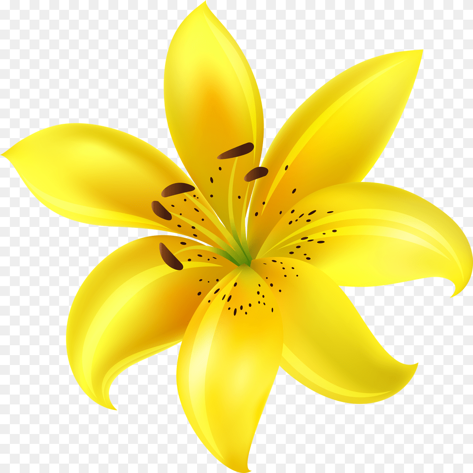 Picture Flower Files Yellow Free Transparent Png
