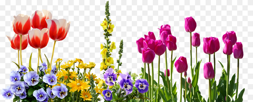 Picture Transparent Spring Flower Clipart, Plant, Petal, Flower Arrangement, Outdoors Png