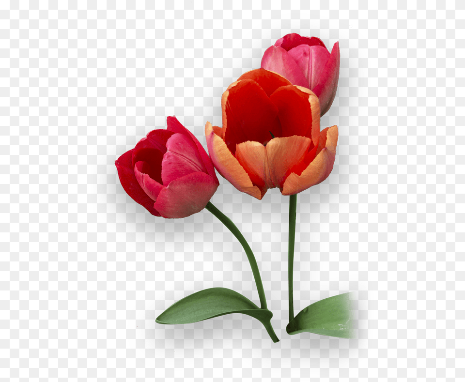 Picture Tulip, Flower, Plant, Petal, Rose Png