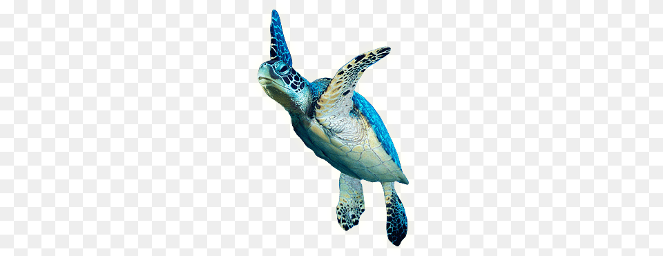 Picture Turtle, Animal, Reptile, Sea Life, Sea Turtle Png Image