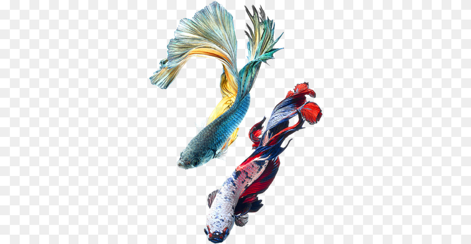Picture Two Chinese Fighting Fish, Animal, Sea Life, Carp, Koi Png Image