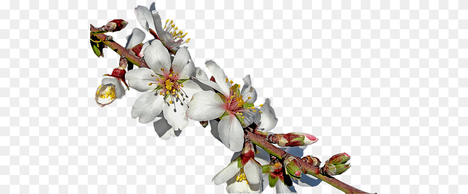 Picture V37 Lh 85 3d Blooming Branch Blooming Almonds Tree, Flower, Plant, Pollen, Bud Free Png