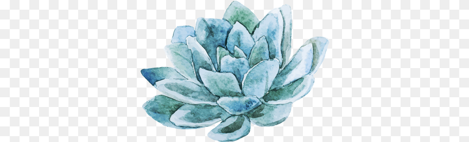 Picture Vector Succulents Watercolor, Plant, Leaf, Crystal, Ice Free Transparent Png