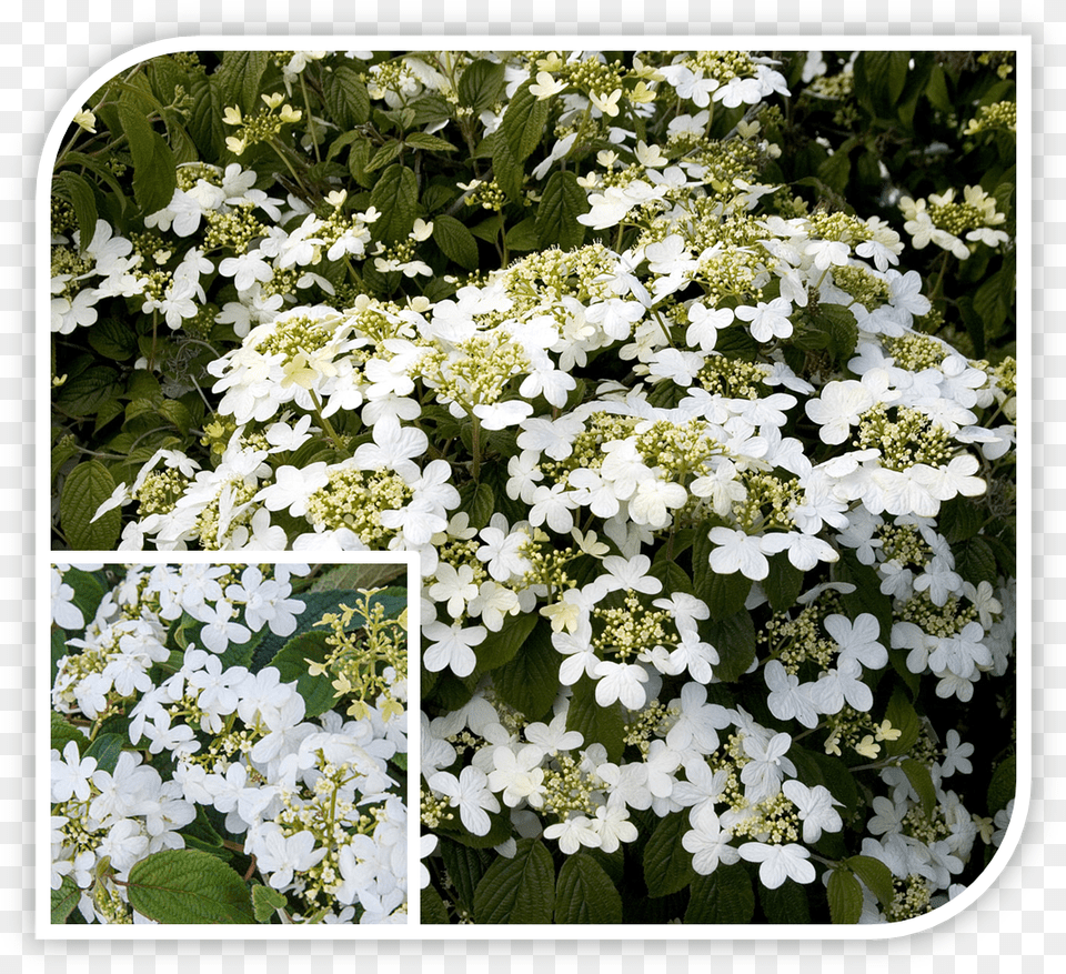 Picture Viburnum Summer Snowflake, Flower, Plant, Petal, Geranium Png Image