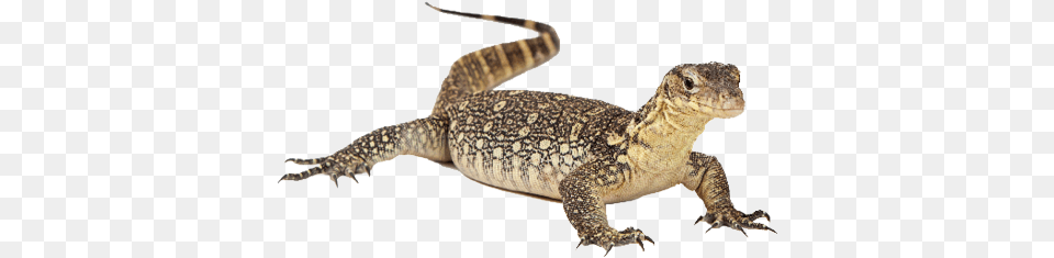 Picture Water Monitor Lizard Transparent, Animal, Reptile, Electronics, Hardware Free Png