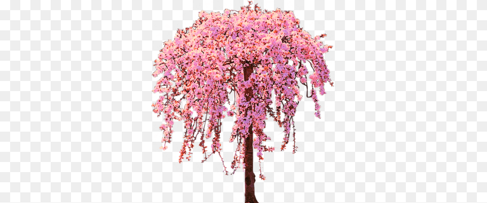 Picture Wisteria, Cherry Blossom, Flower, Plant, Chandelier Free Png