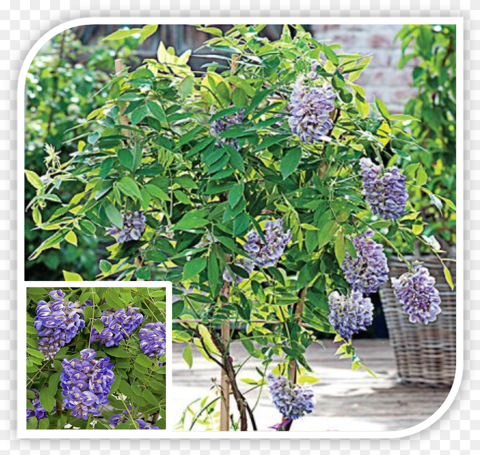 Picture Wisteria, Flower, Plant, Herbal, Herbs Free Png Download