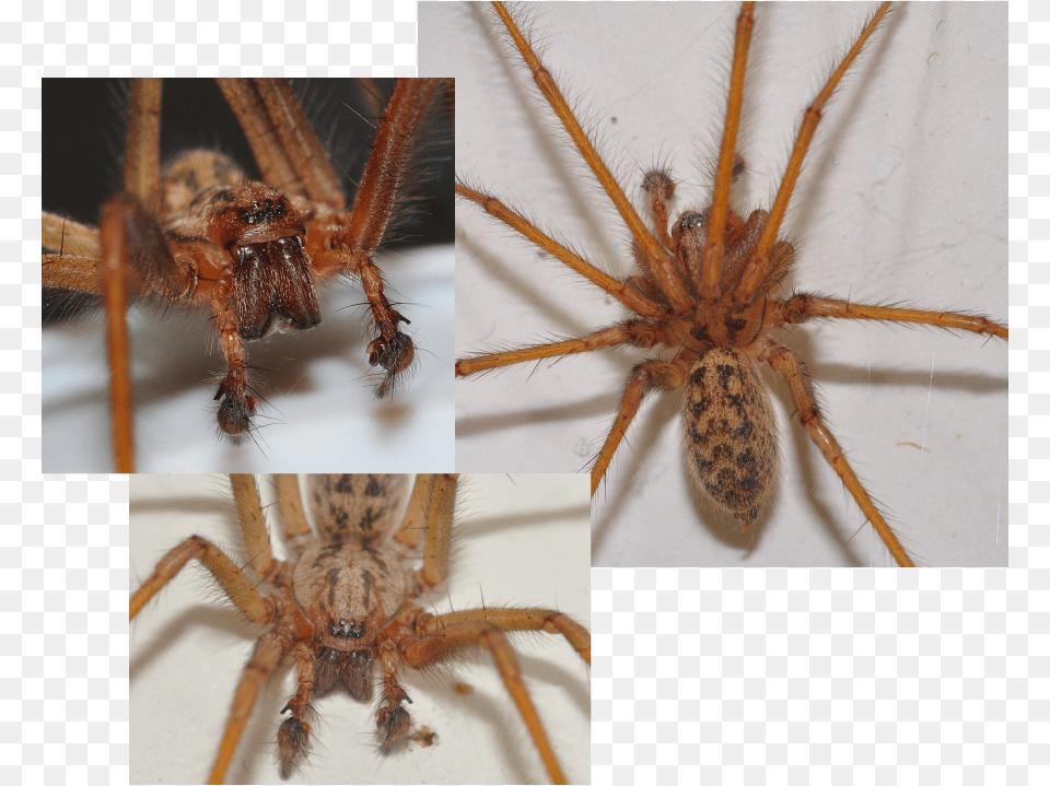 Picture Wolf Spider, Animal, Invertebrate, Garden Spider, Insect Png