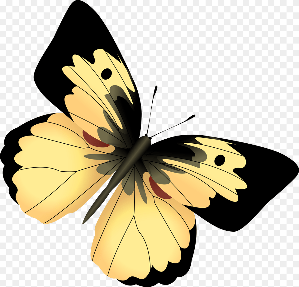 Picture Yellow And Black Butterfly Clipart, Flower, Plant, Hibiscus, Anther Png Image