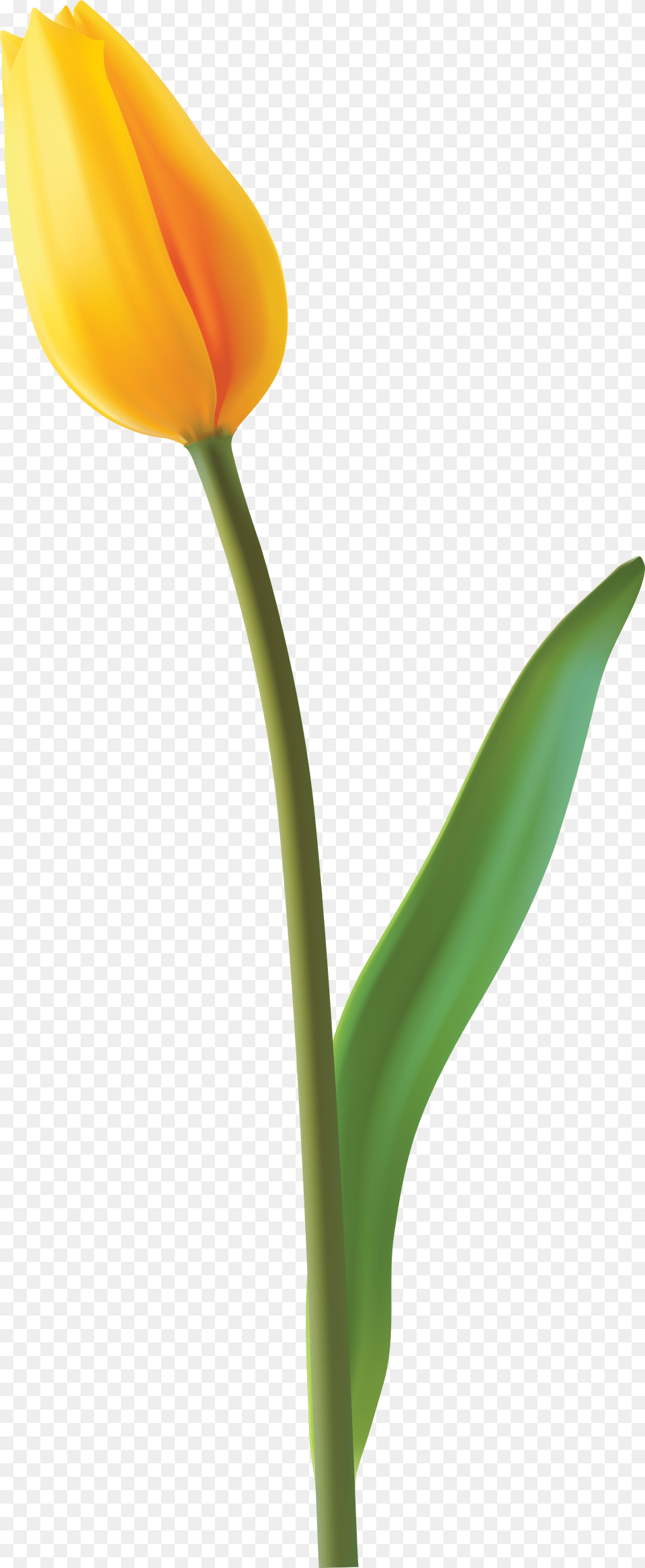 Picture Yellow Tulip Flower, Plant Png