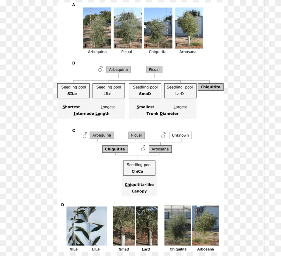 Pictures Of 4 Year Old Trees Representative For The Conifer, Plant, Vegetation, Text Free Transparent Png
