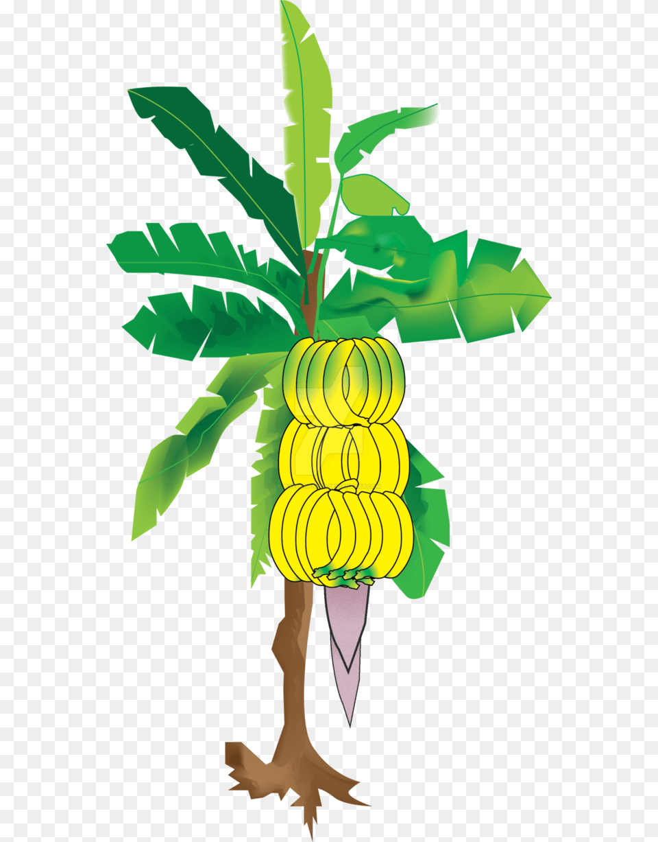 Pictures Of Banana Tree Images For Wedding, Produce, Food, Fruit, Plant Free Transparent Png