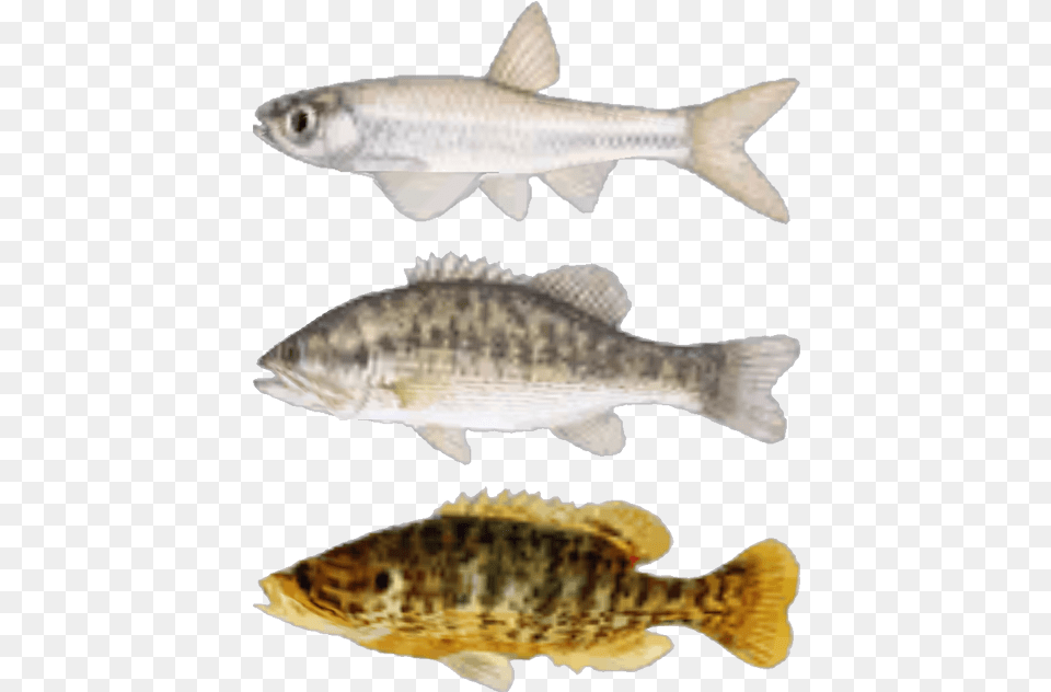 Pictures Of Fishes Fallout Fish, Animal, Sea Life, Shark, Perch Free Transparent Png