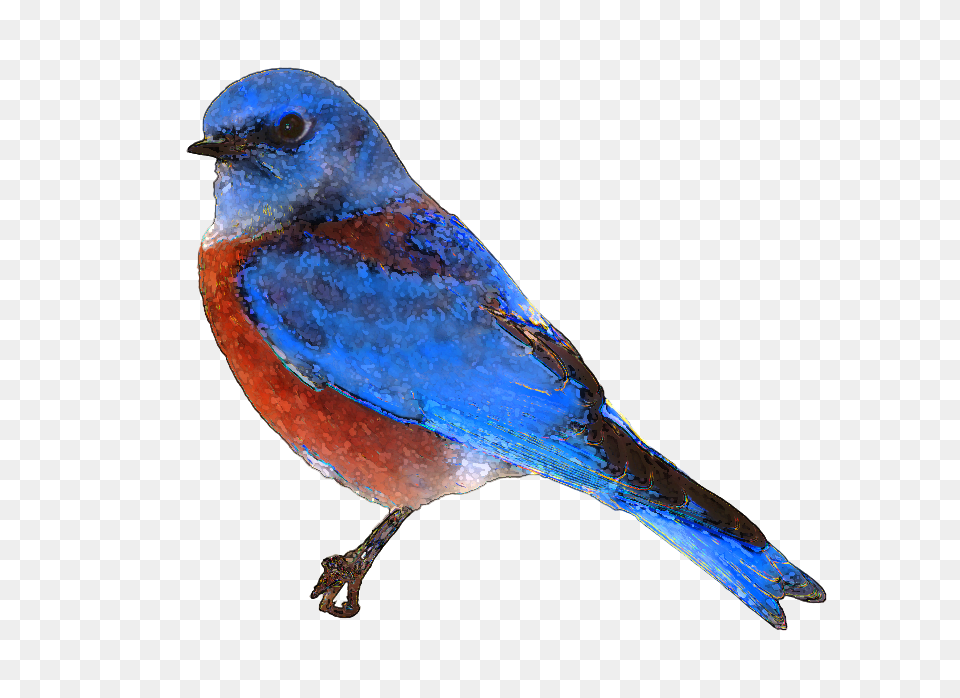 Pictures Of Flying Blue Bird Clip Art, Animal, Bluebird, Blue Jay, Jay Png