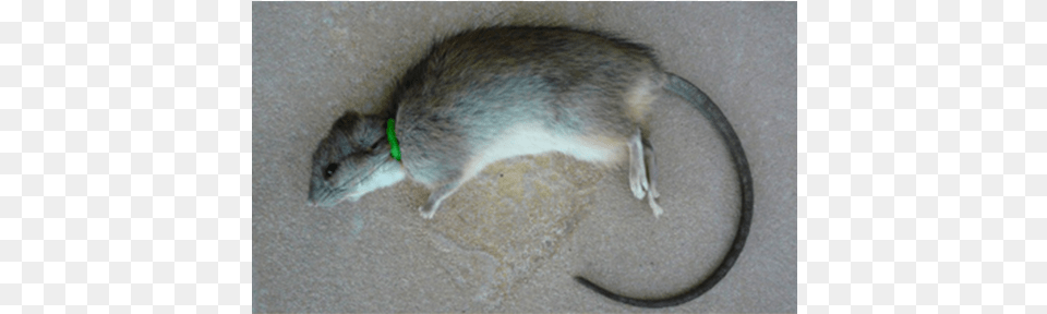 Pictures Of Nooski Rat Trap Rat Trap, Animal, Mammal, Rodent Free Png Download