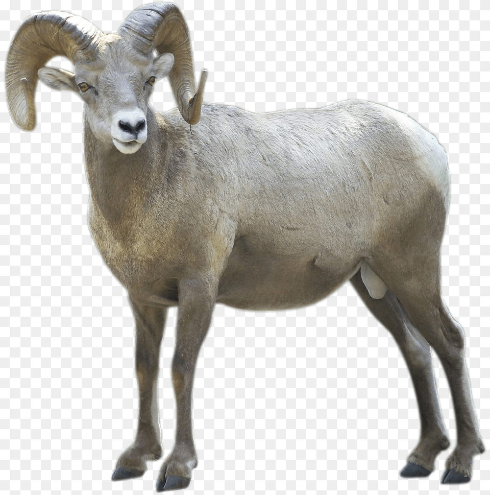 Pictures Of Pictures, Livestock, Animal, Mammal, Sheep Free Png