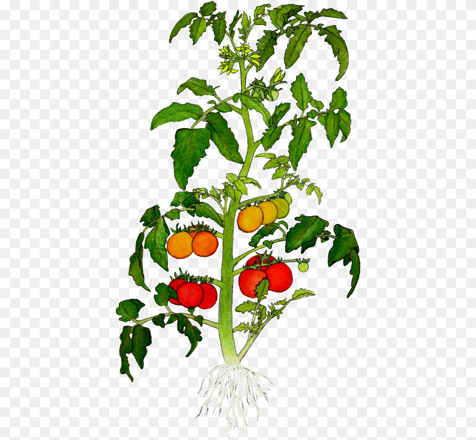 Pictures Of Potted Plants Tomato Plant Tissue Diagram, Leaf, Citrus Fruit, Food, Fruit Free Png Download