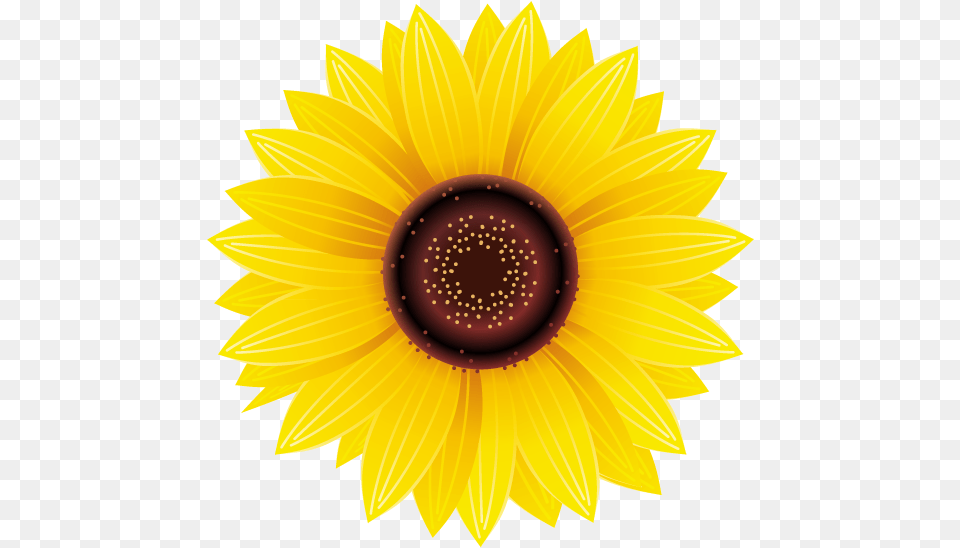 Pictures Of Sunflower Flowers Sunflower Sticker, Flower, Plant Free Transparent Png