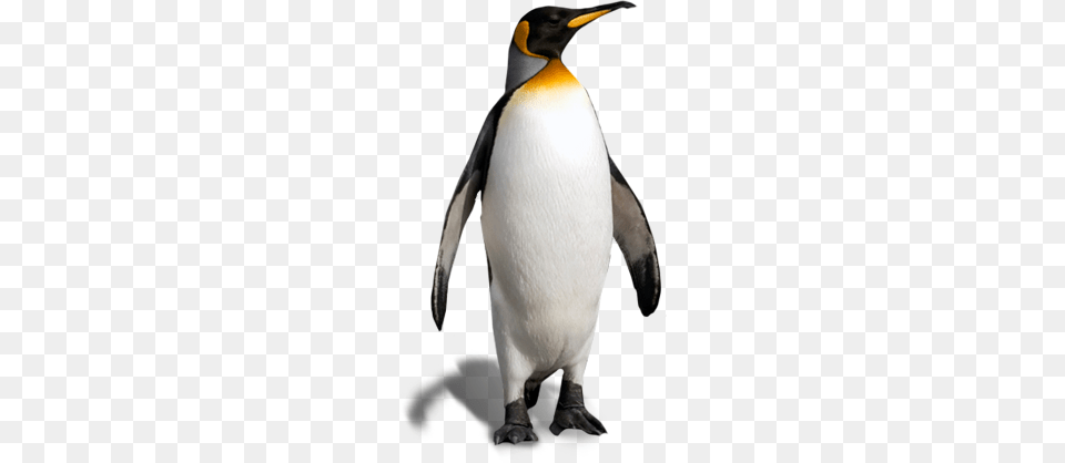 Pictures Penguin Clipart, Animal, Bird, King Penguin, Clothing Free Png Download