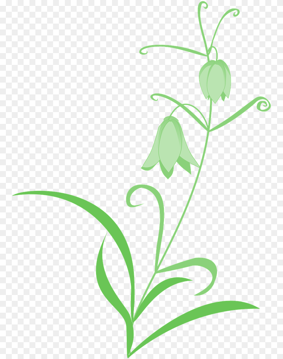 Pictures Photos, Flower, Plant, Leaf Free Transparent Png