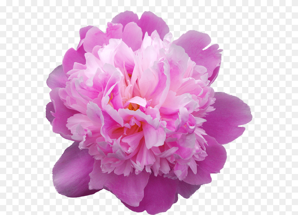 Picturesque Peonies Peonia, Flower, Plant, Rose, Peony Free Transparent Png