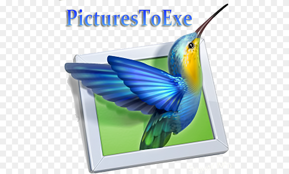 Picturestoexe Av Studio, Animal, Bird, Beak, Bee Eater Free Png Download